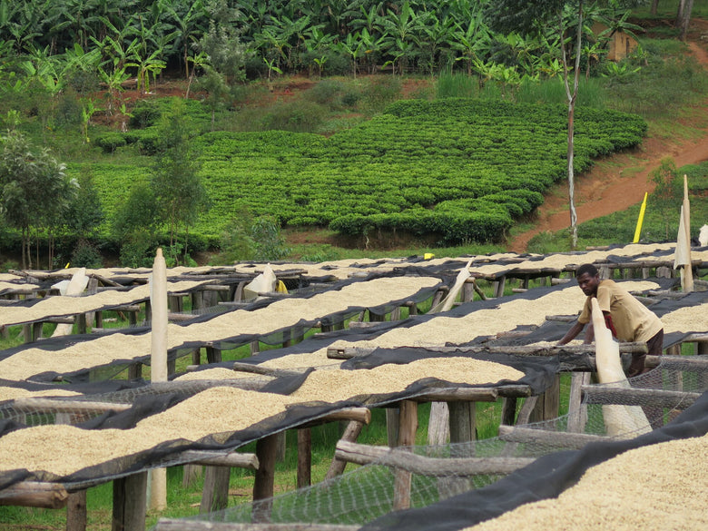 Single Origin | Burundi Yandaro Natural