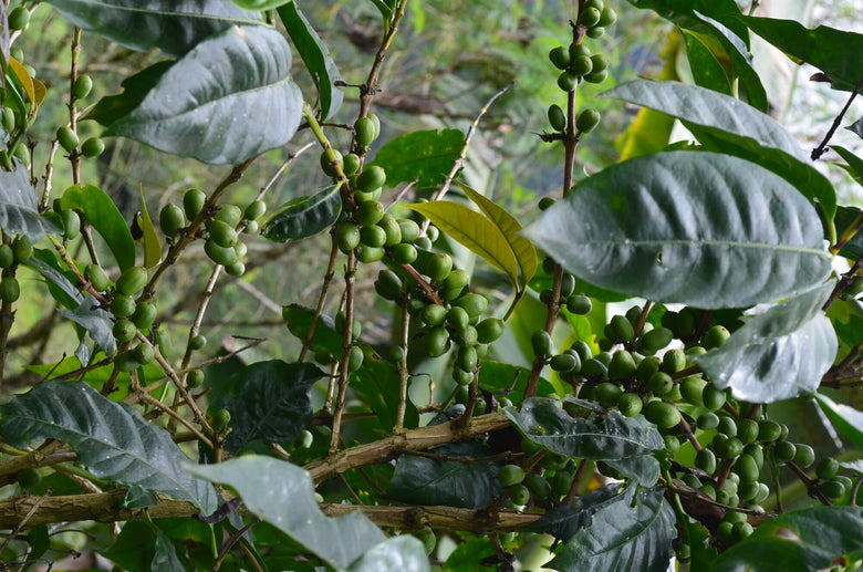 Single Origin | Colombia La Laja Geisha