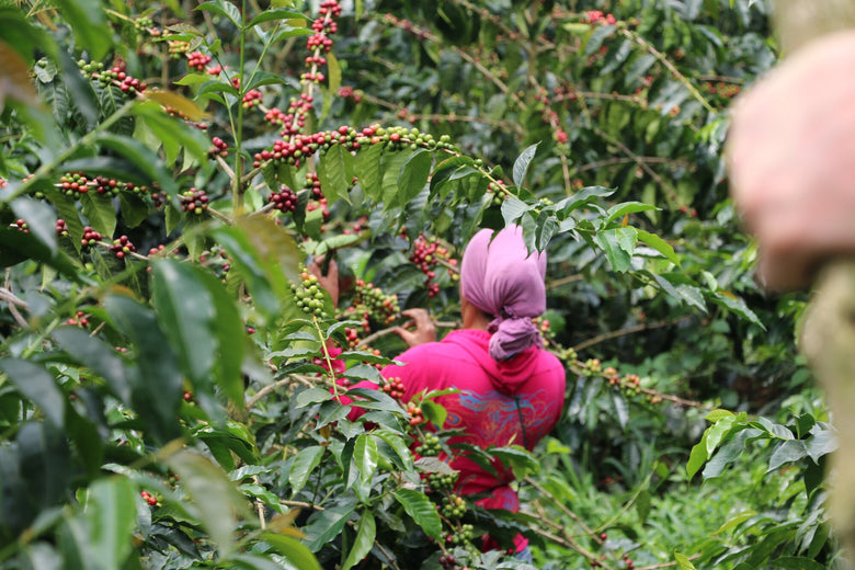 Single Origin | Colombia La Mina Anaerobic