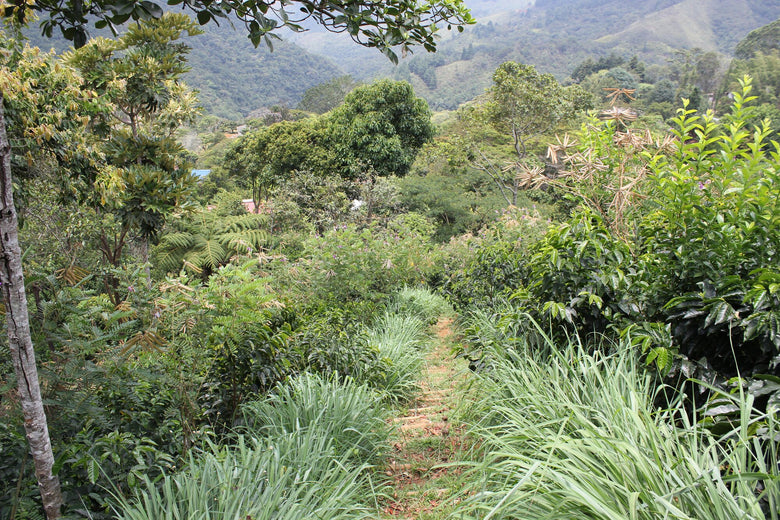Single Origin | Colombia Pink Bourbon