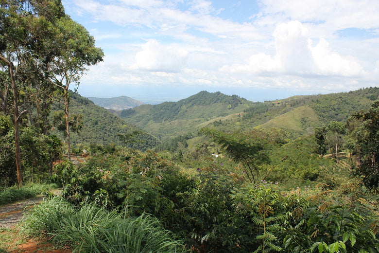 Single Origin | Colombia Striped Red Bourbon