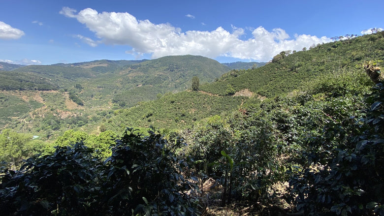 Single Origin | Costa Rica Calle Copey Honey