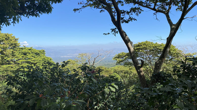 Single Origin | El Salvador Malacara SL-28