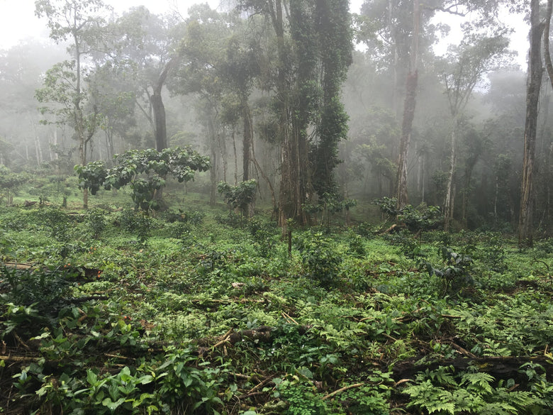 Single Origin | Ethiopia Alaka Washed