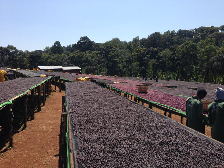Single Origin | Ethiopia Washed Buku