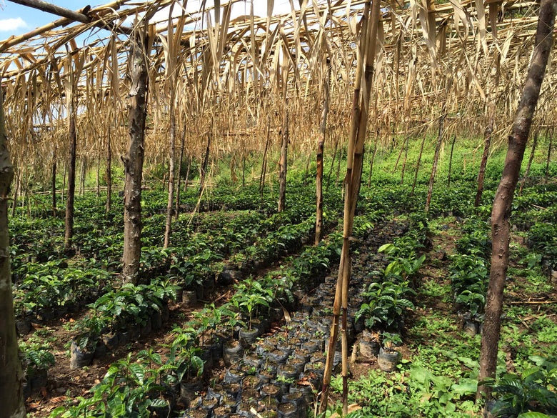 Single Origin | Guatemala Milder Velásquez