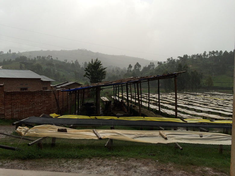 Single Origin | Kenya Kii AA