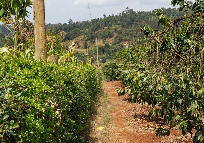 Single Origin | Kenya Konyu AB