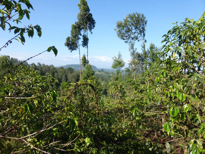 Single Origin | Kenya Muhathi AA