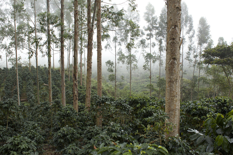 Single Origin | Peru Rayos del Sol Geisha