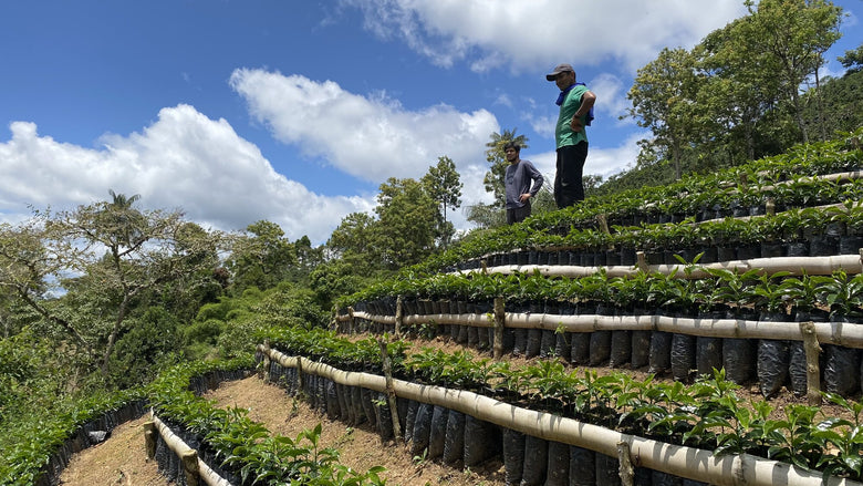 Single Origin | Peru Rayos del Sol