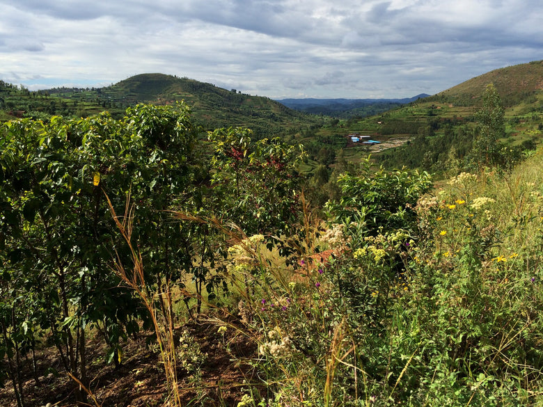 Single Origin | Rwanda Murundo People's Farm